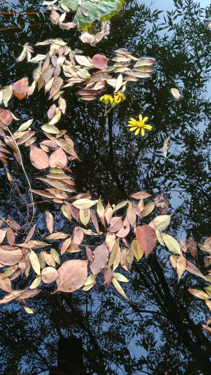 残花落,枯叶零,却成了我眼中的景