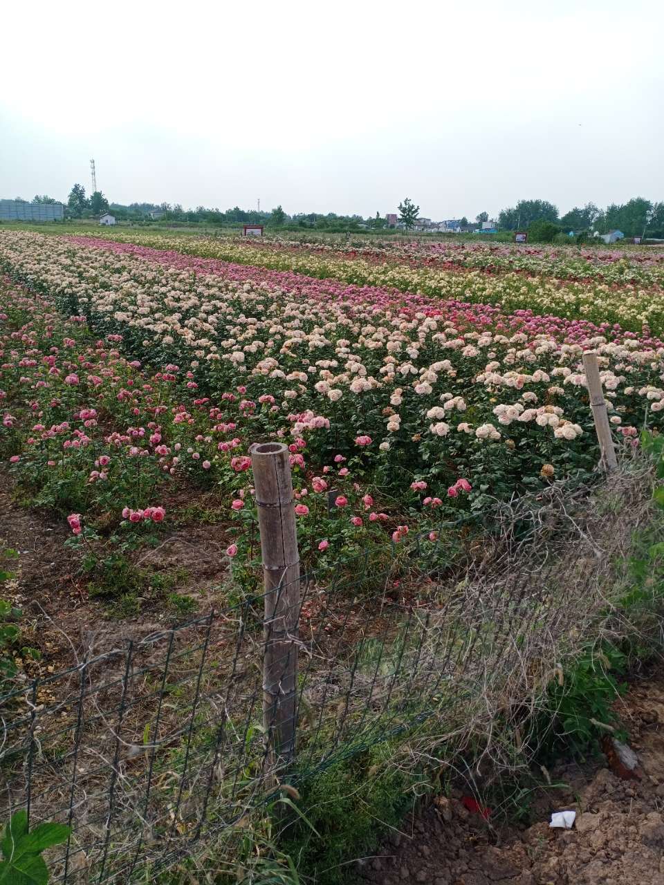 当涂县江心乡花岛