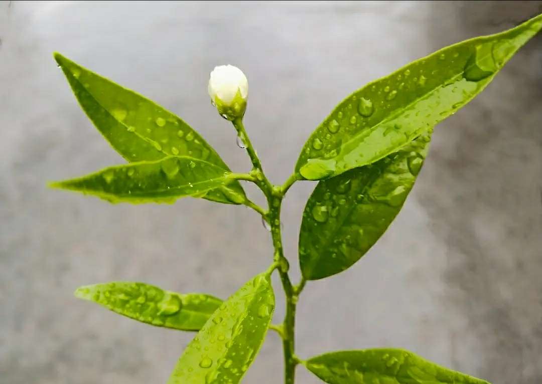 最美不过雨中 嫩芽上的橙花花骨朵 从这一刻 就开始孕育一个大橙子 在