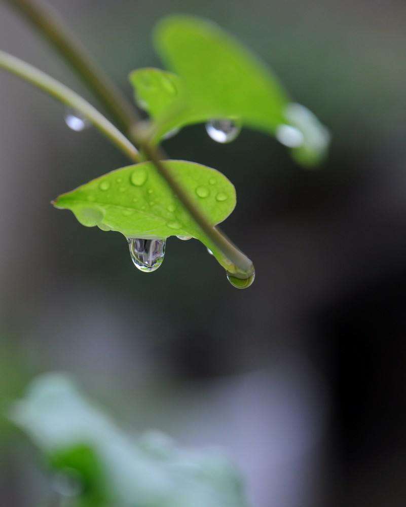 雨后, 一种停留在枝叶尖的水珠 叫悲伤的眼泪 是睫毛再也承受不住泪球