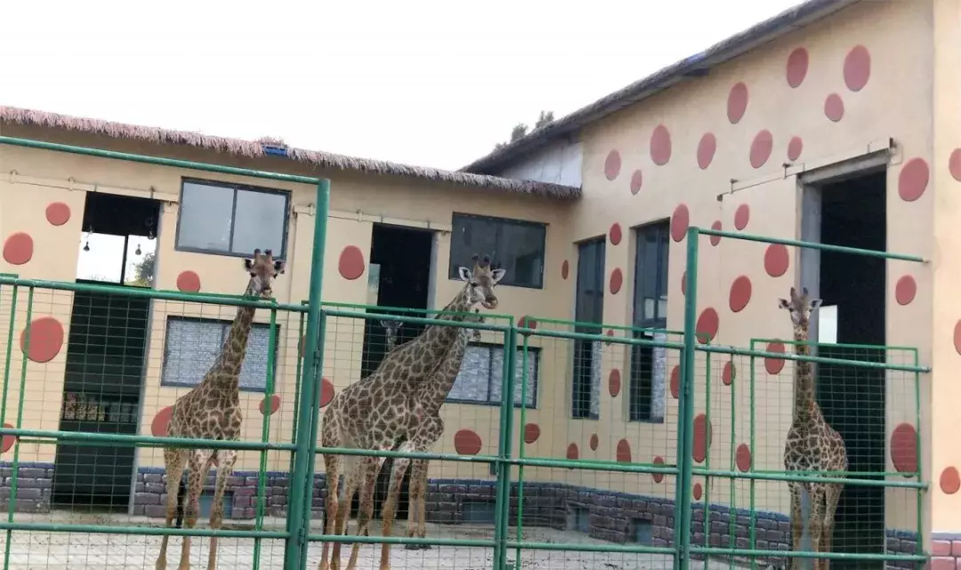 當塗大青山野生動物世界項目最新進展