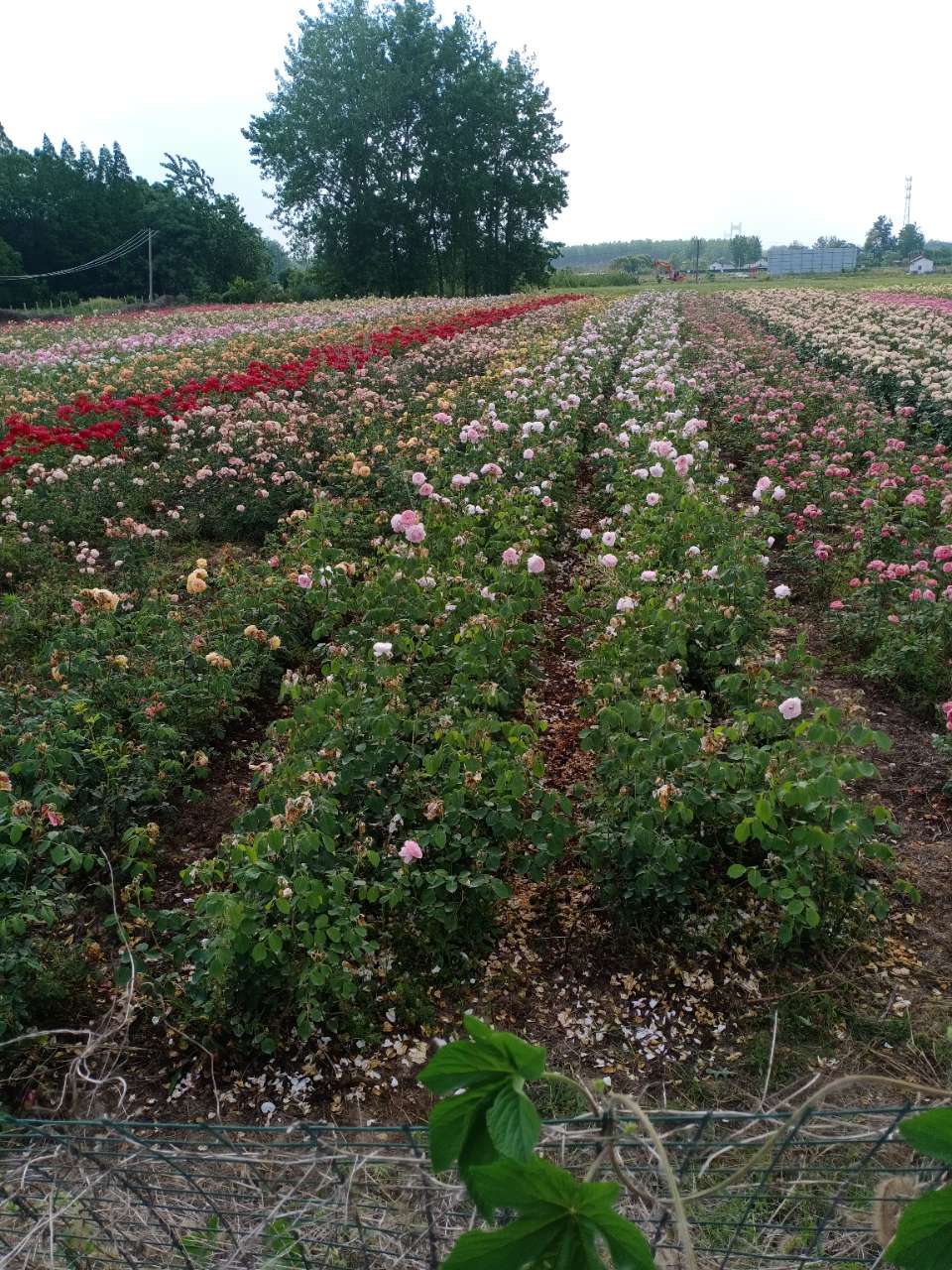 当涂县江心乡花岛