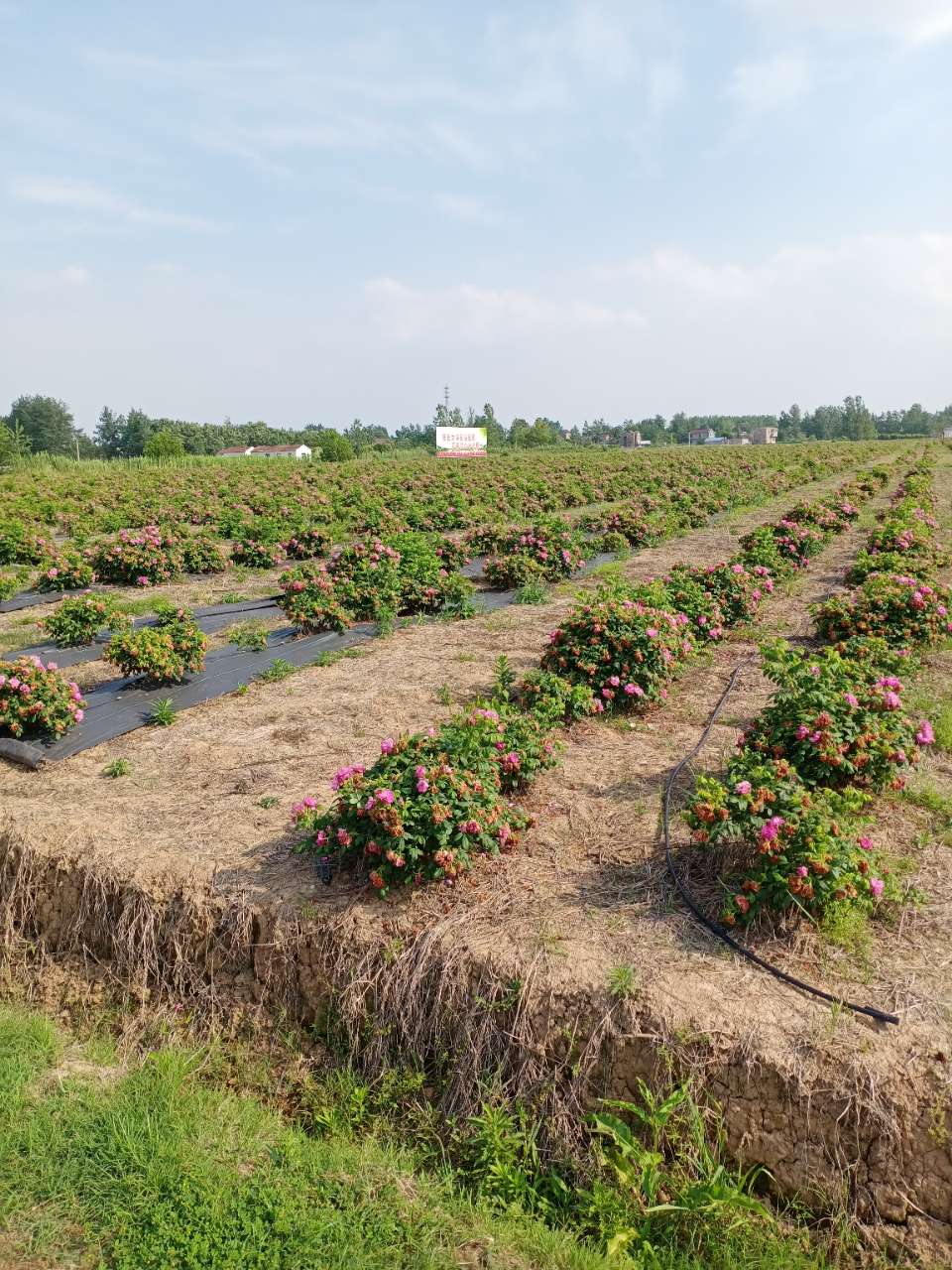 当涂县江心乡花岛
