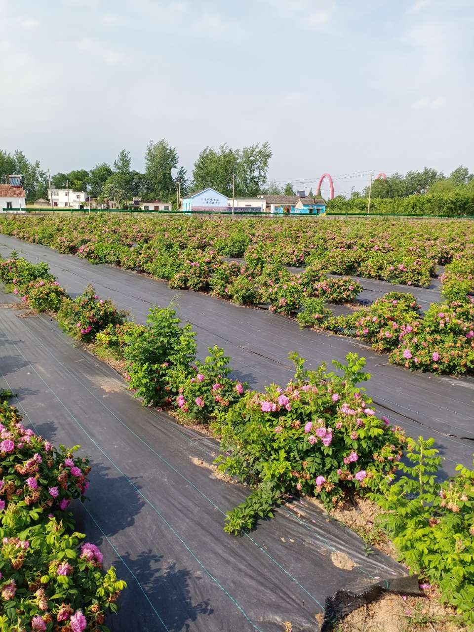 当涂县江心乡花岛