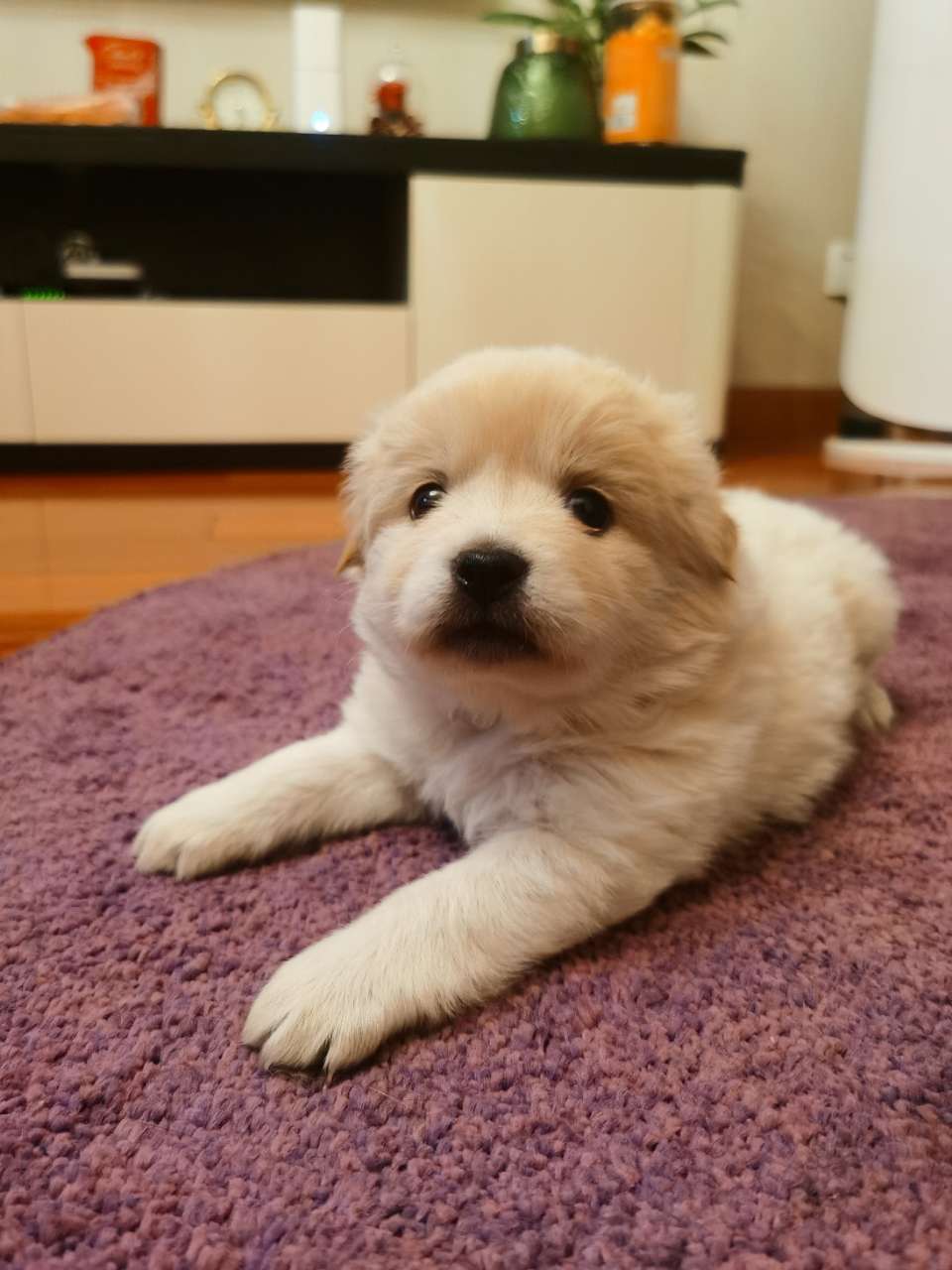 免費領養中華田園犬幼犬二個月大