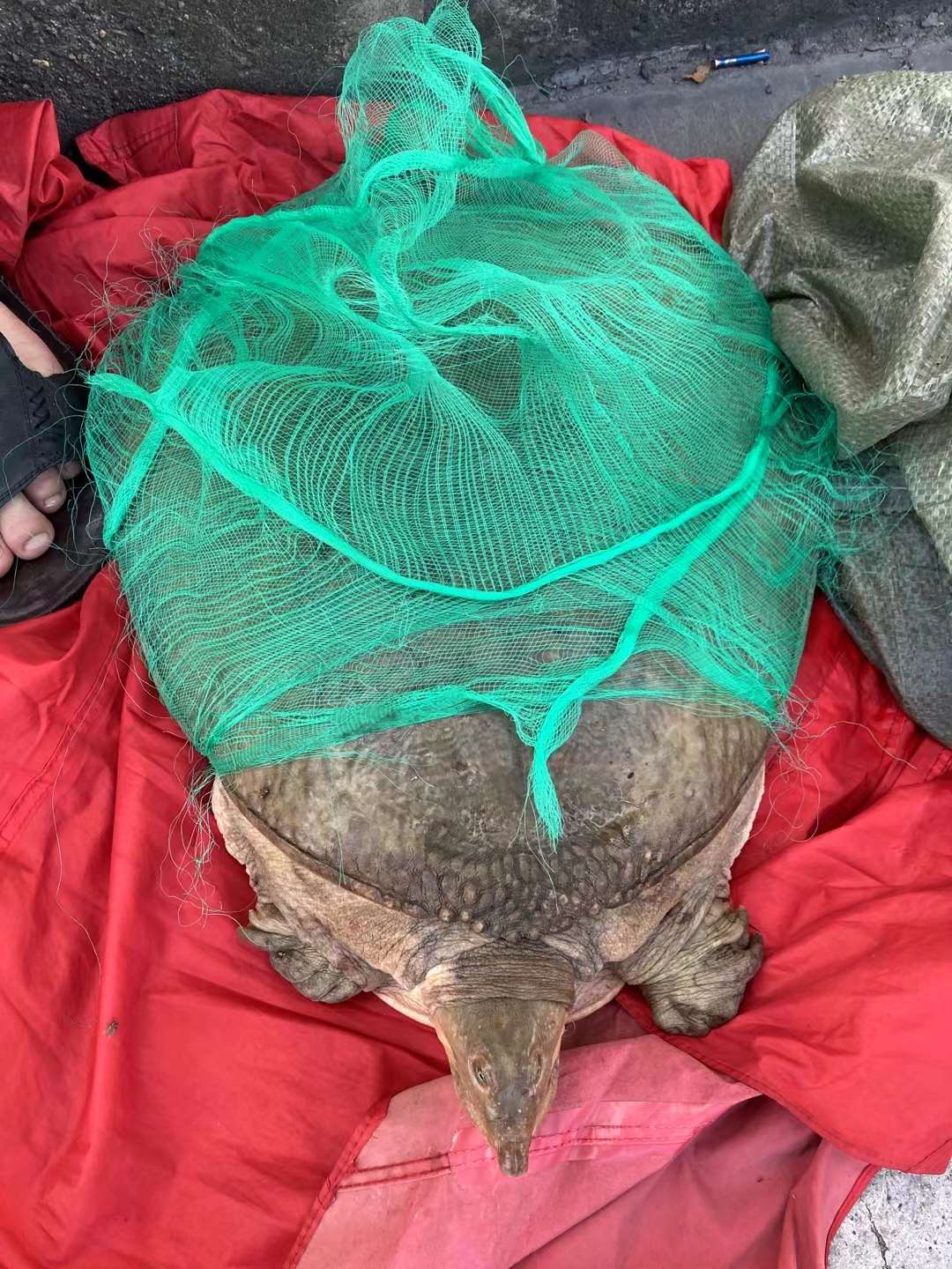 一只16斤重的老鳖