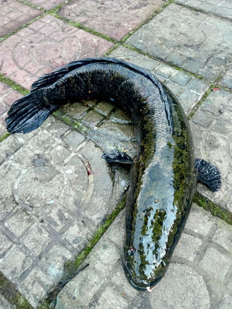 野生大黑鱼6斤5两