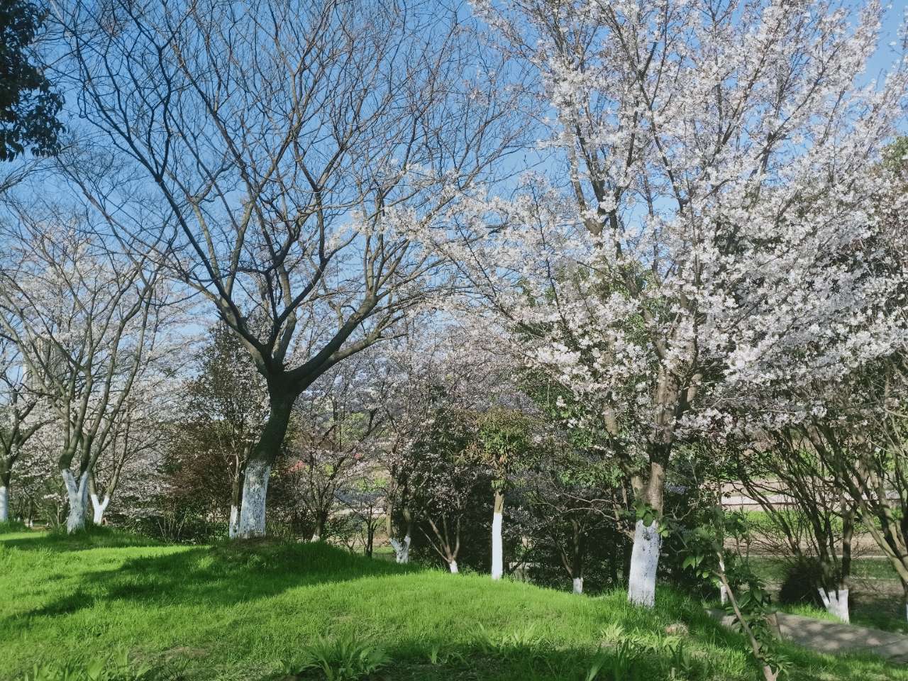 市政公园的樱花