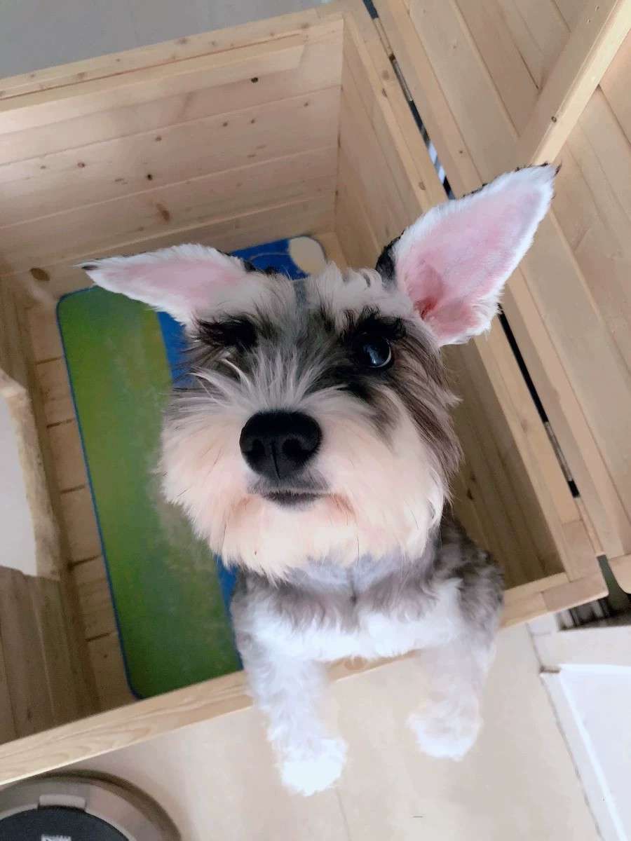 3岁迷你雪纳瑞母,亲人听话食量大,未生育过,对人无攻击性.三百出售