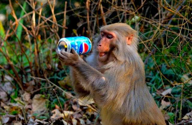 调皮"馋嘴"的猴子