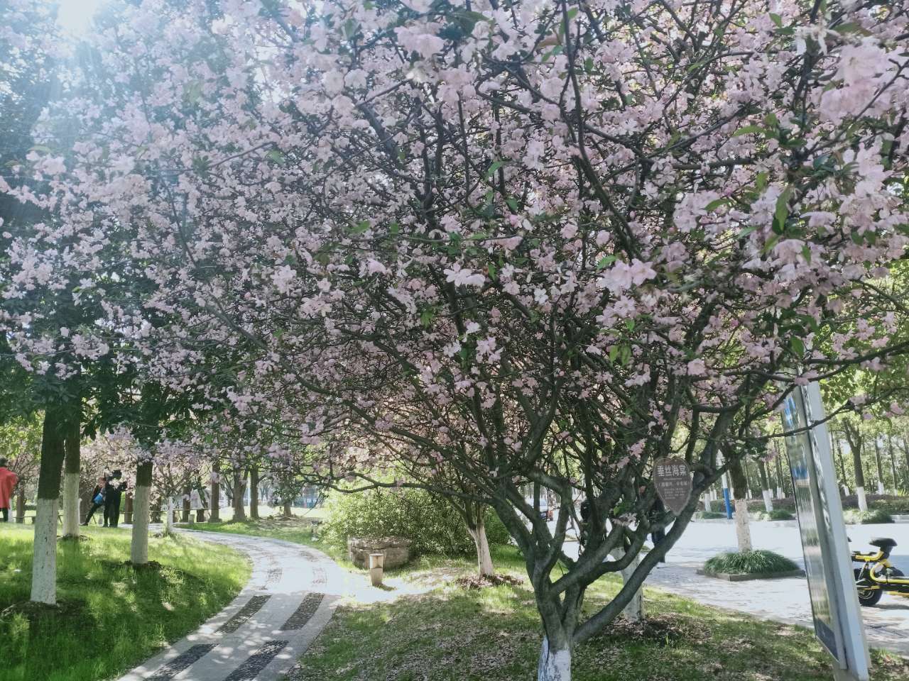 市政公园的樱花