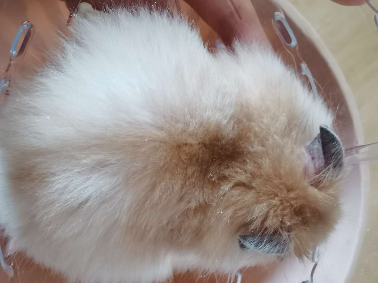 长毛金丝熊 黄波利