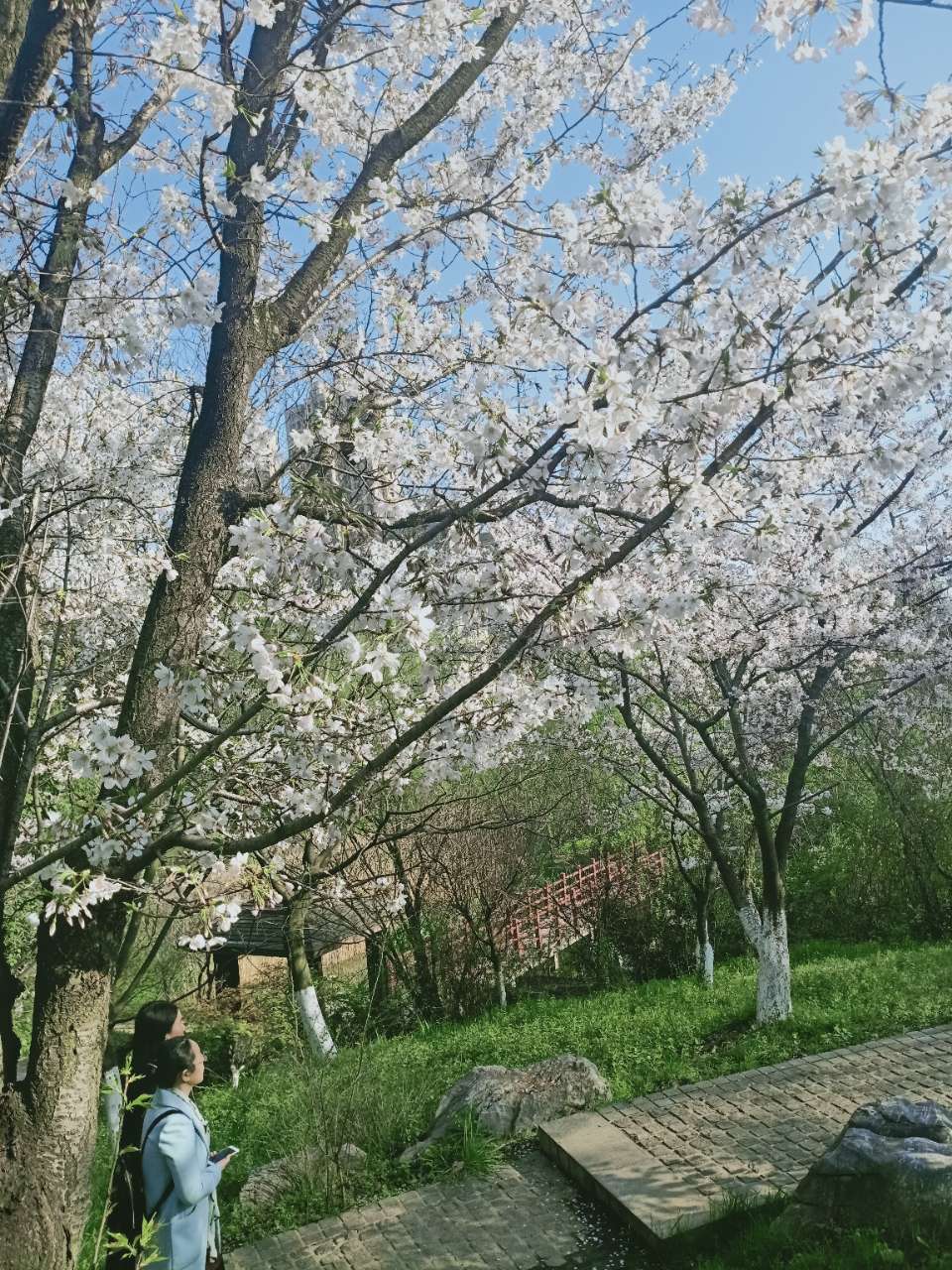 市政公园的樱花