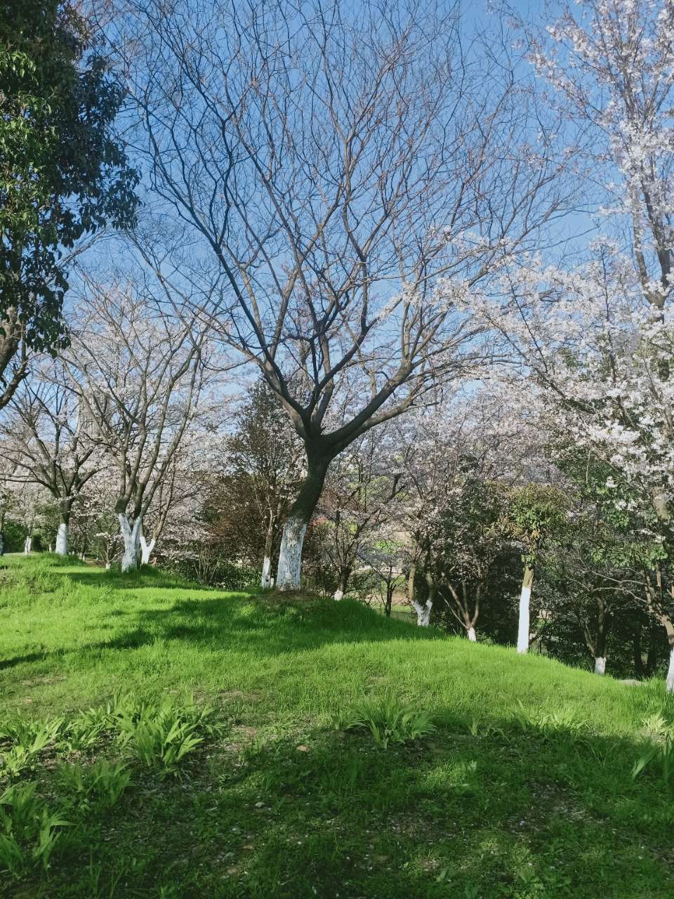 市政公园的樱花